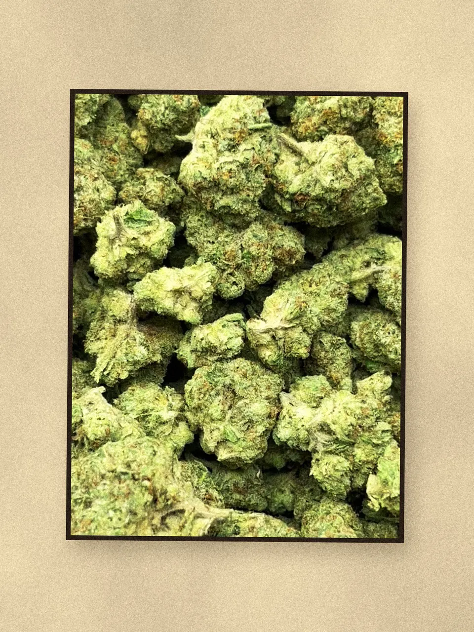 Biscotti Cream hemp flower on a pale wooden board, greenhouse