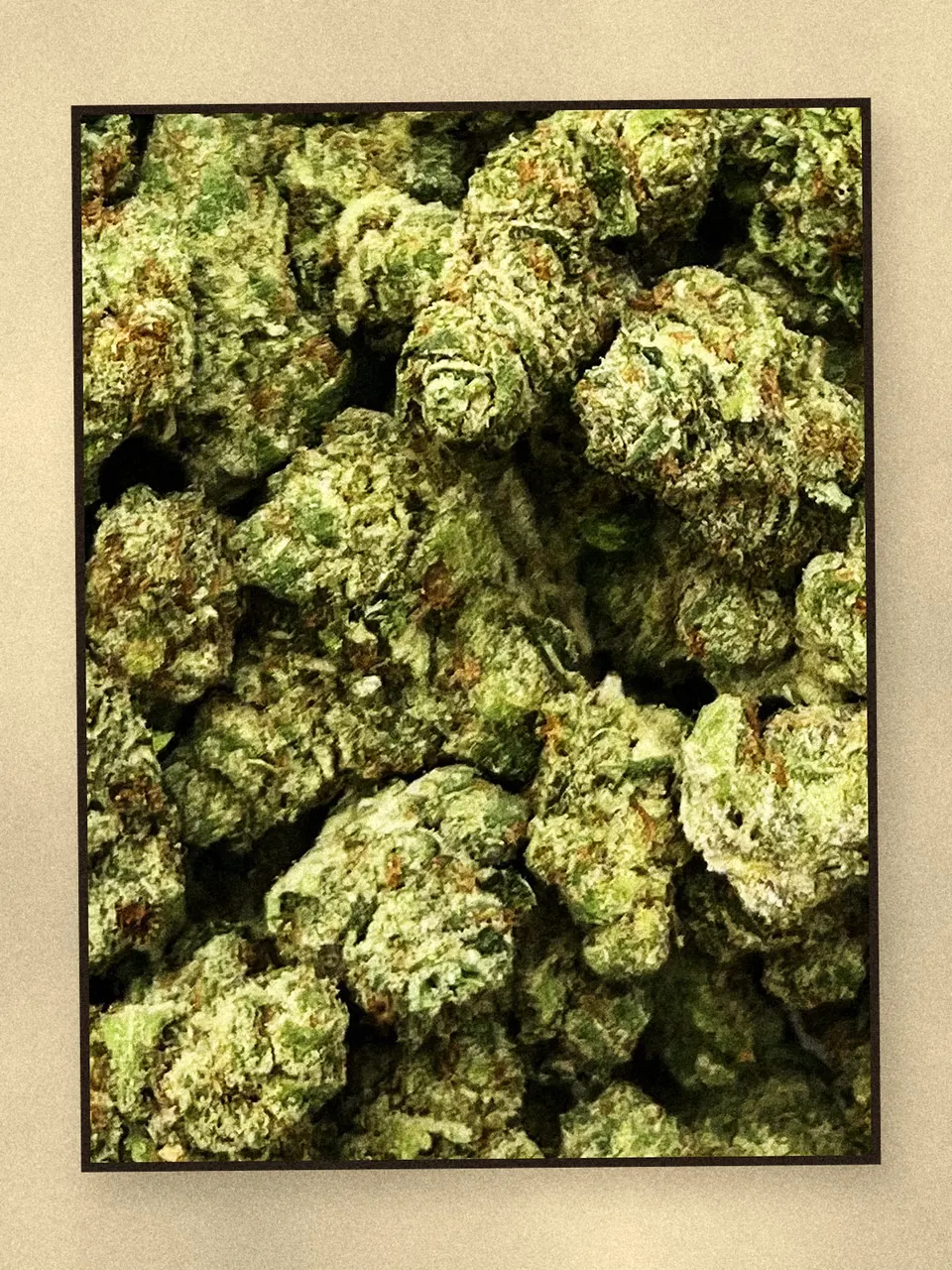 Gelonade hemp flower on a pale wooden board, greenhouse