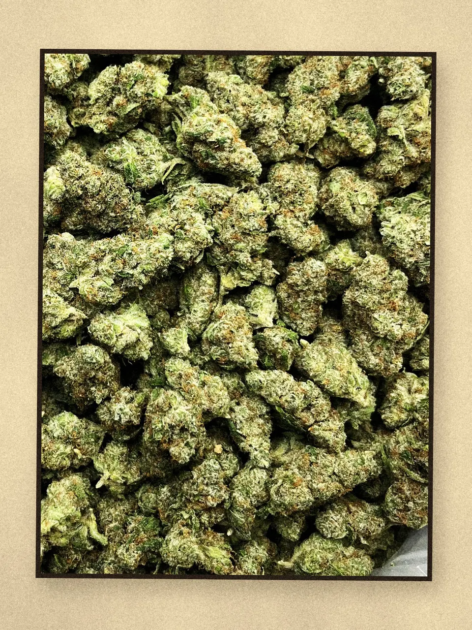 Glue Dawg hemp flower on a pale wooden board, greenhouse