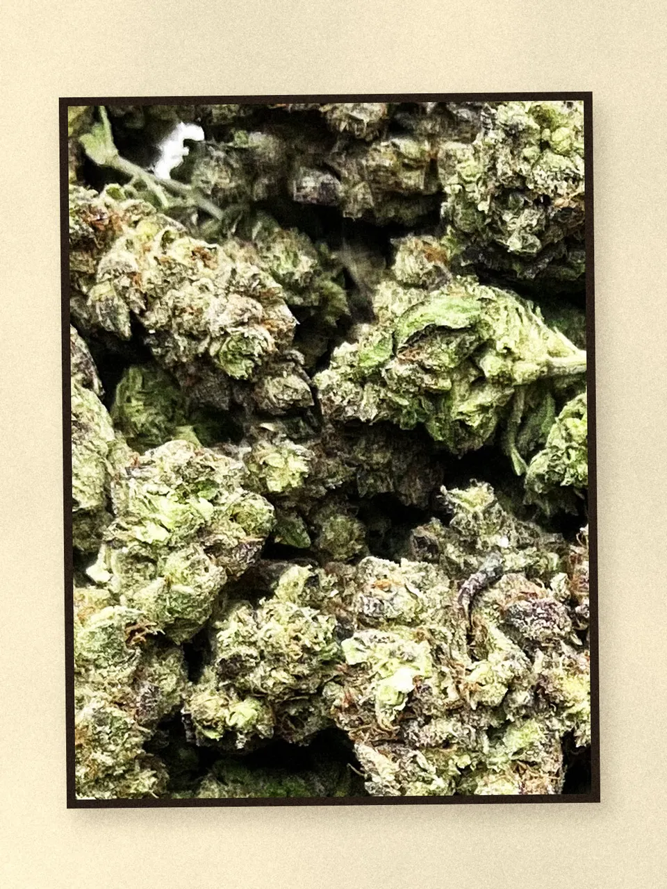 GMO hemp flower, a closer look at the lot, light-dep