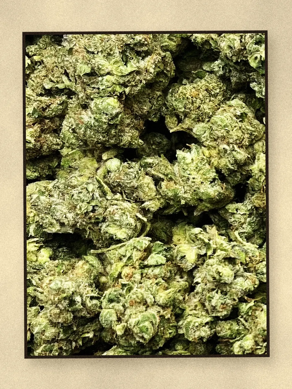 Kandy Kush hemp flower on a pale wooden board, greenhouse