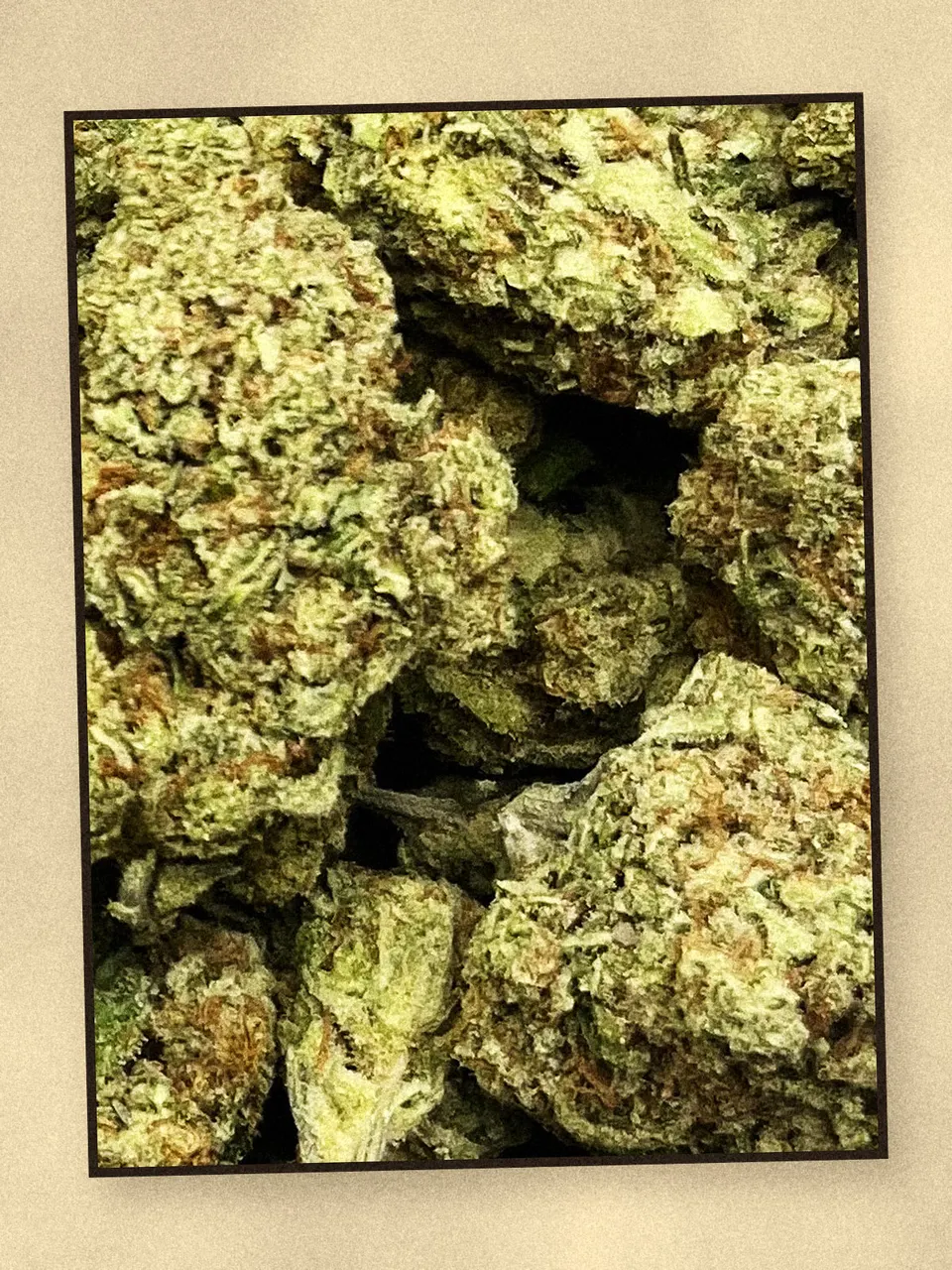 Tropicana hemp flower on a pale wooden board, greenhouse